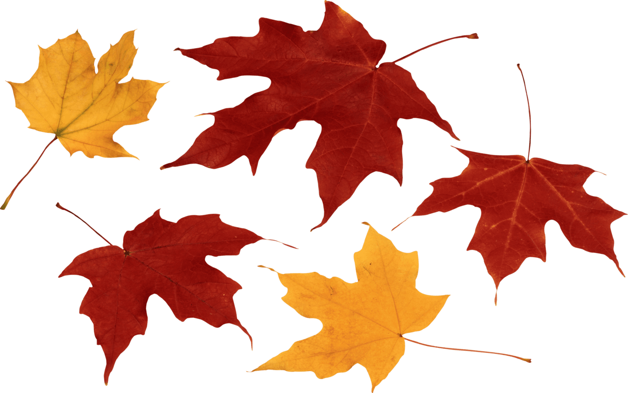 Fall leaf autumn image with background clipart