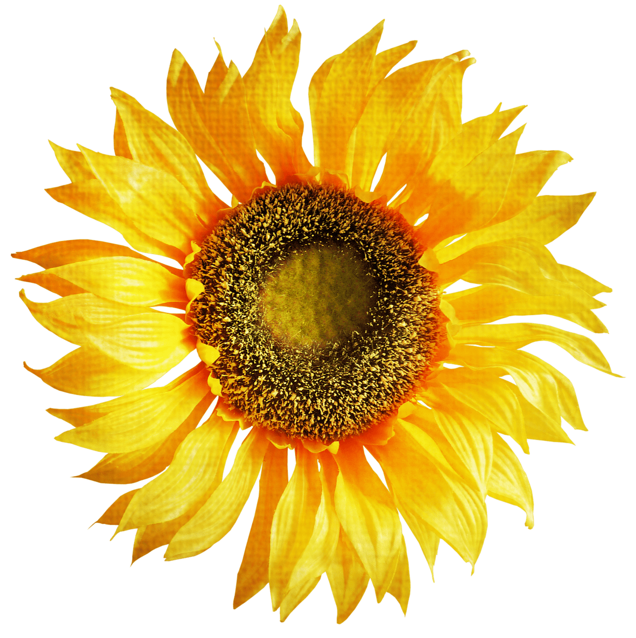 Sunflower clipart free 2