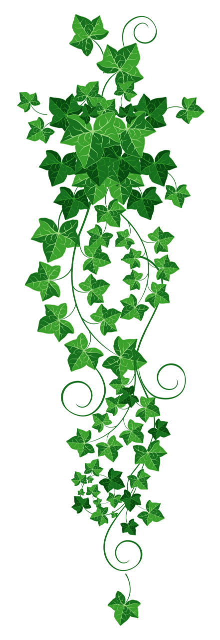 Shamrock vine ivy clipart picture