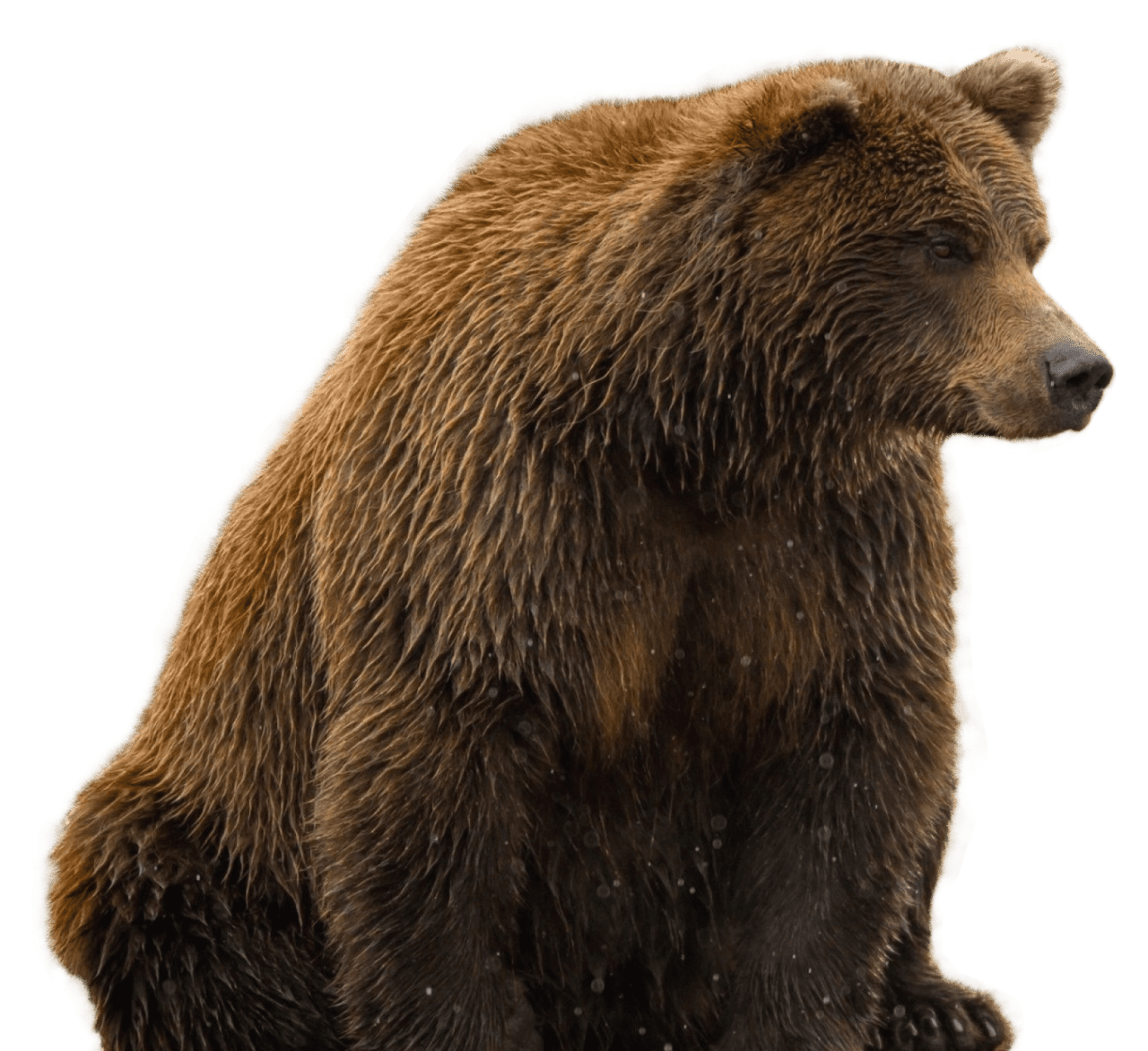 Bear clipart free