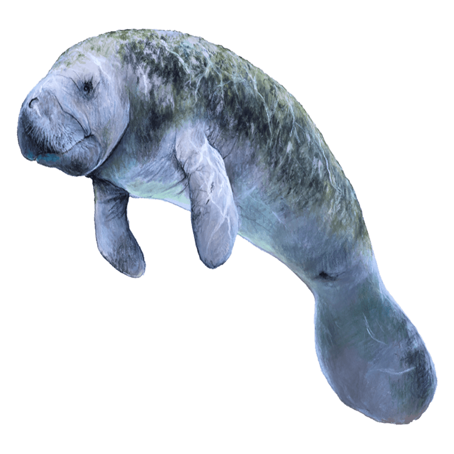 Dolphin dugong images hd photo clipart sea decor