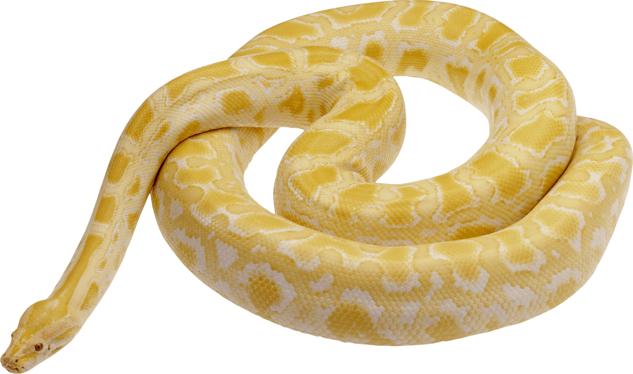 Snake image picture with background clipart 3