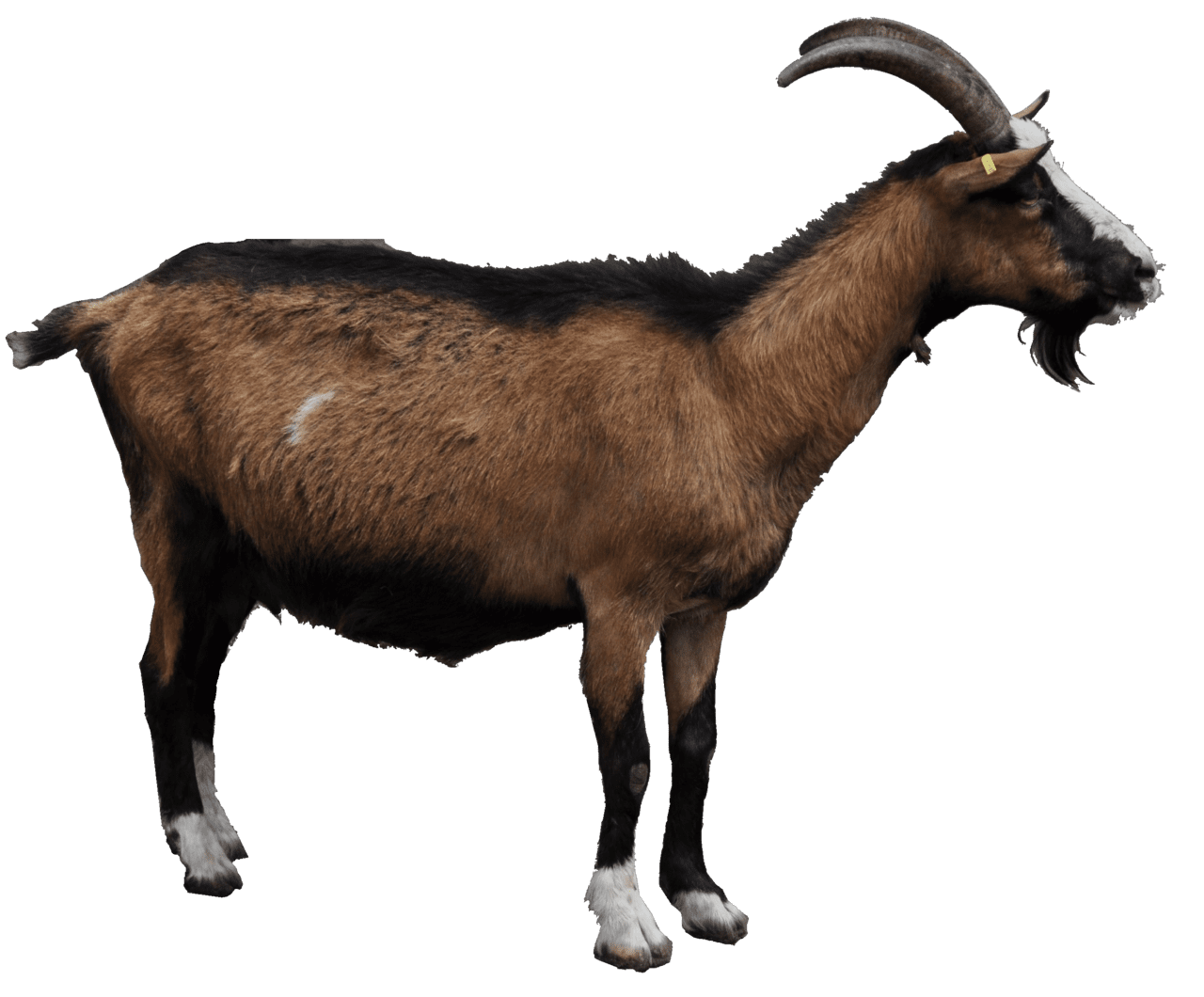 Goat page clipart free