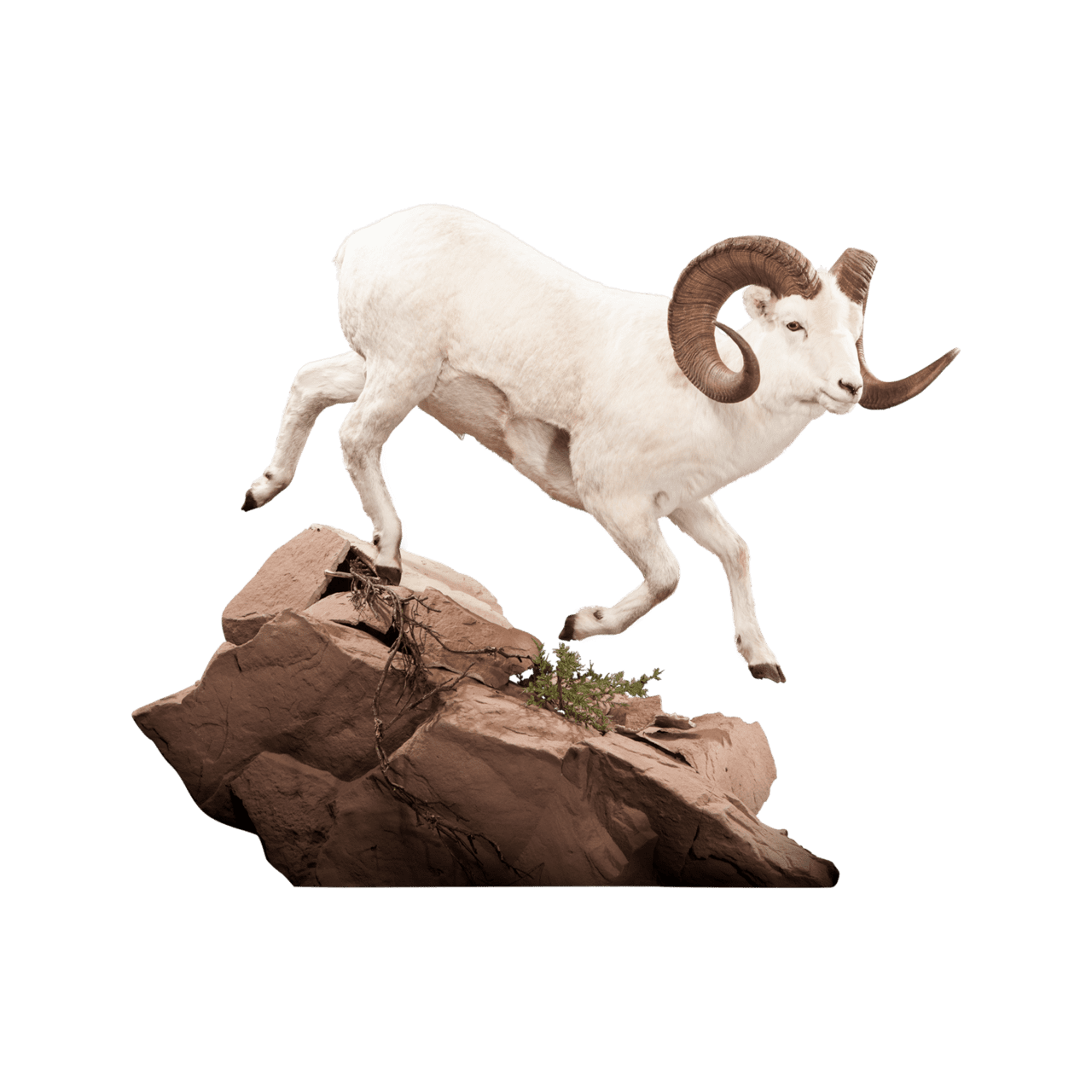 Goat bighorn sheep images hd photo clipart