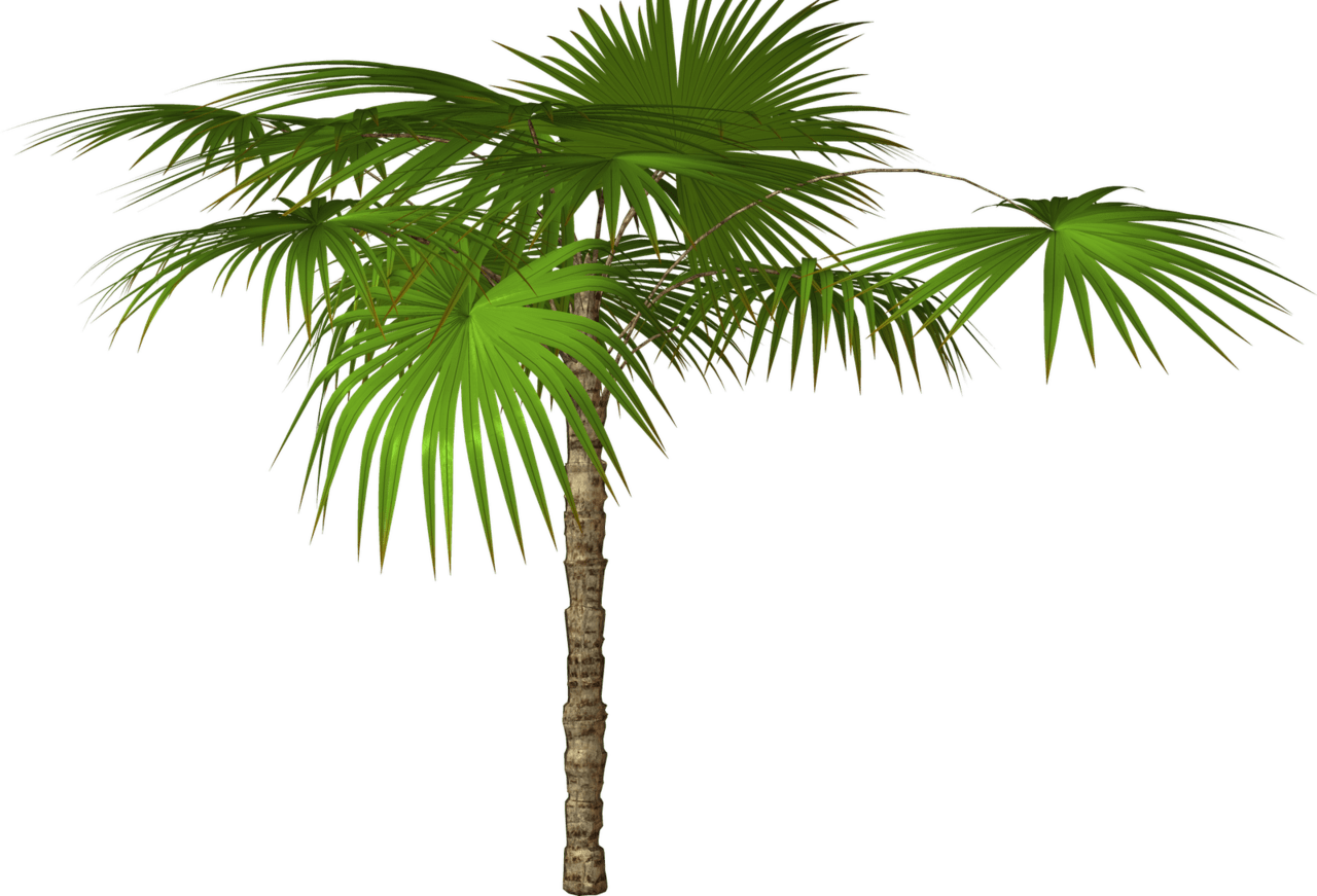 Palm tree and flower clipart clip art