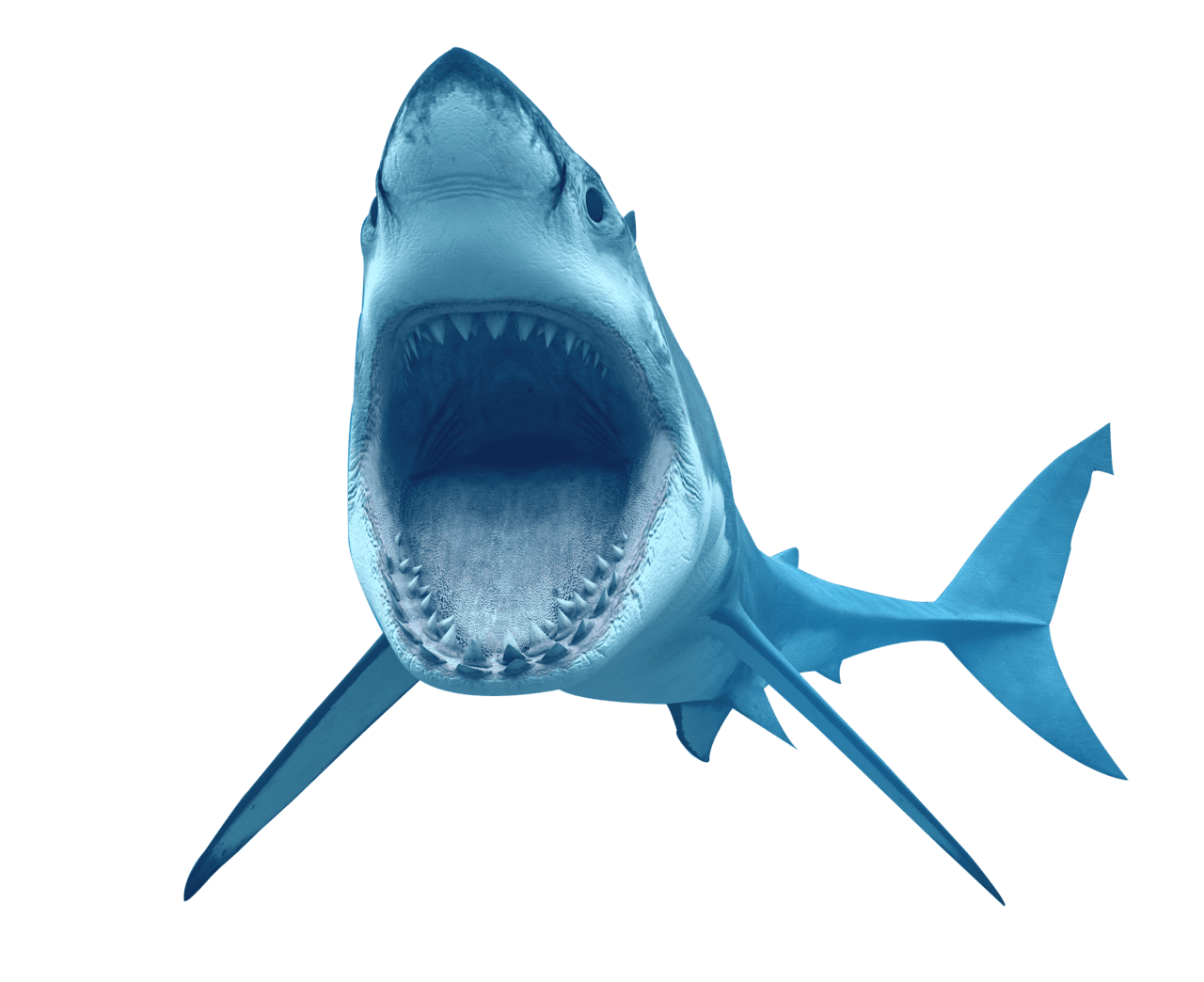Real wildlife shark hd clipart picture