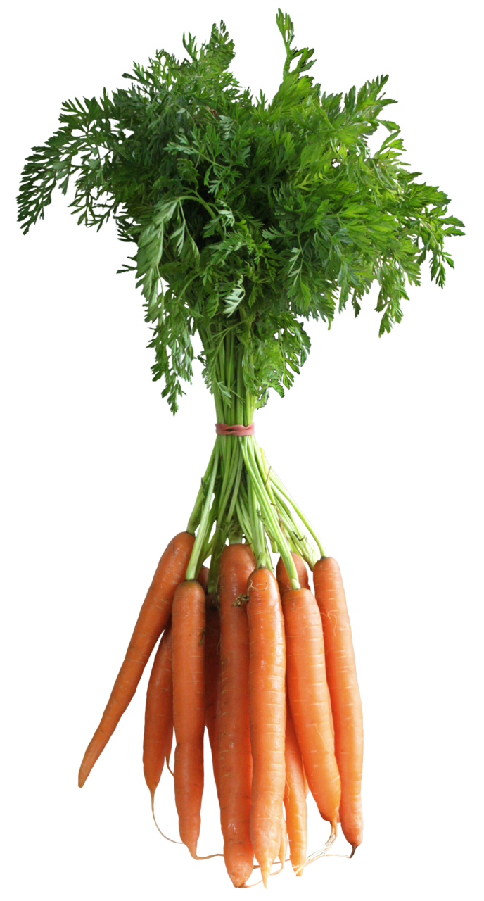 Carrot pin page clipart vector