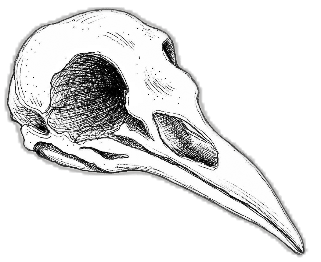 Raven skull clipart hand drawn crow vintage instant witchy occult spooky magic etsy canada image