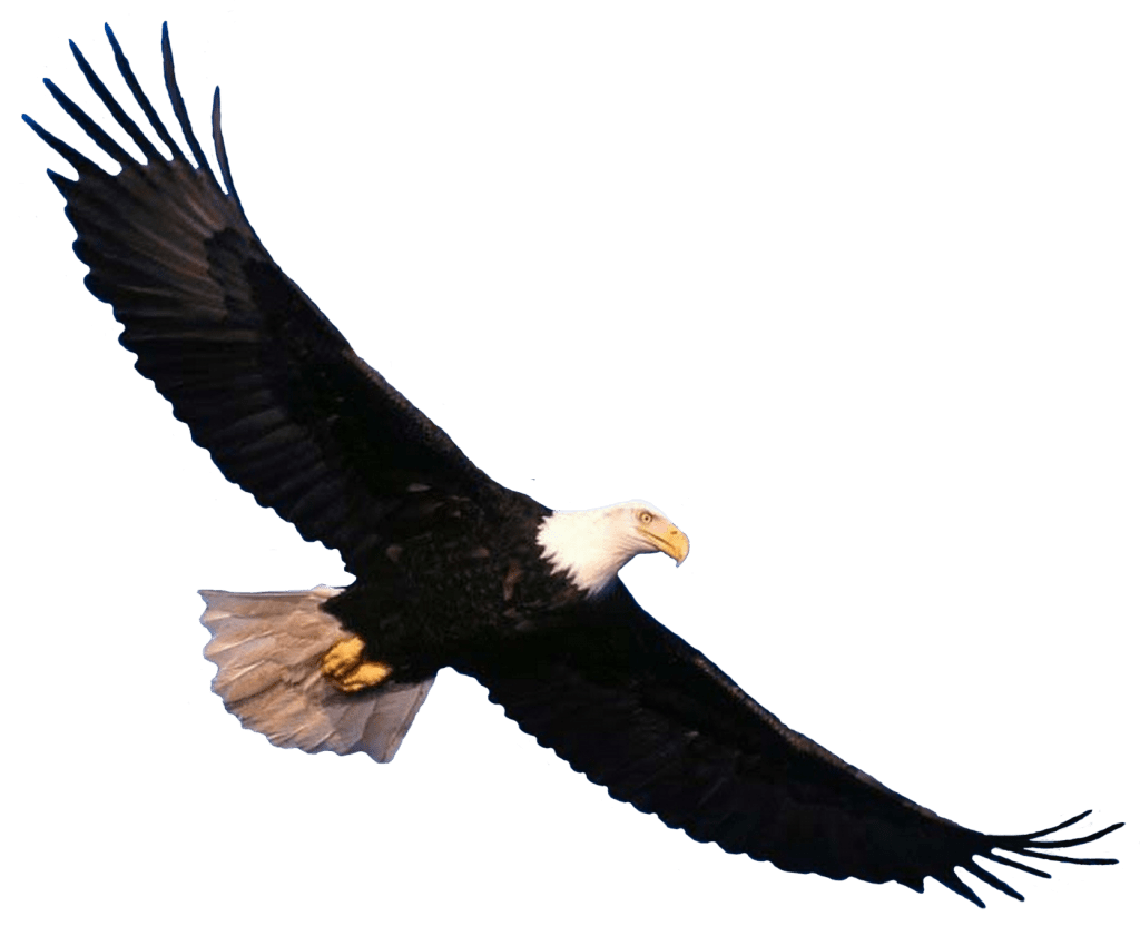 Eagle pin page clipart image