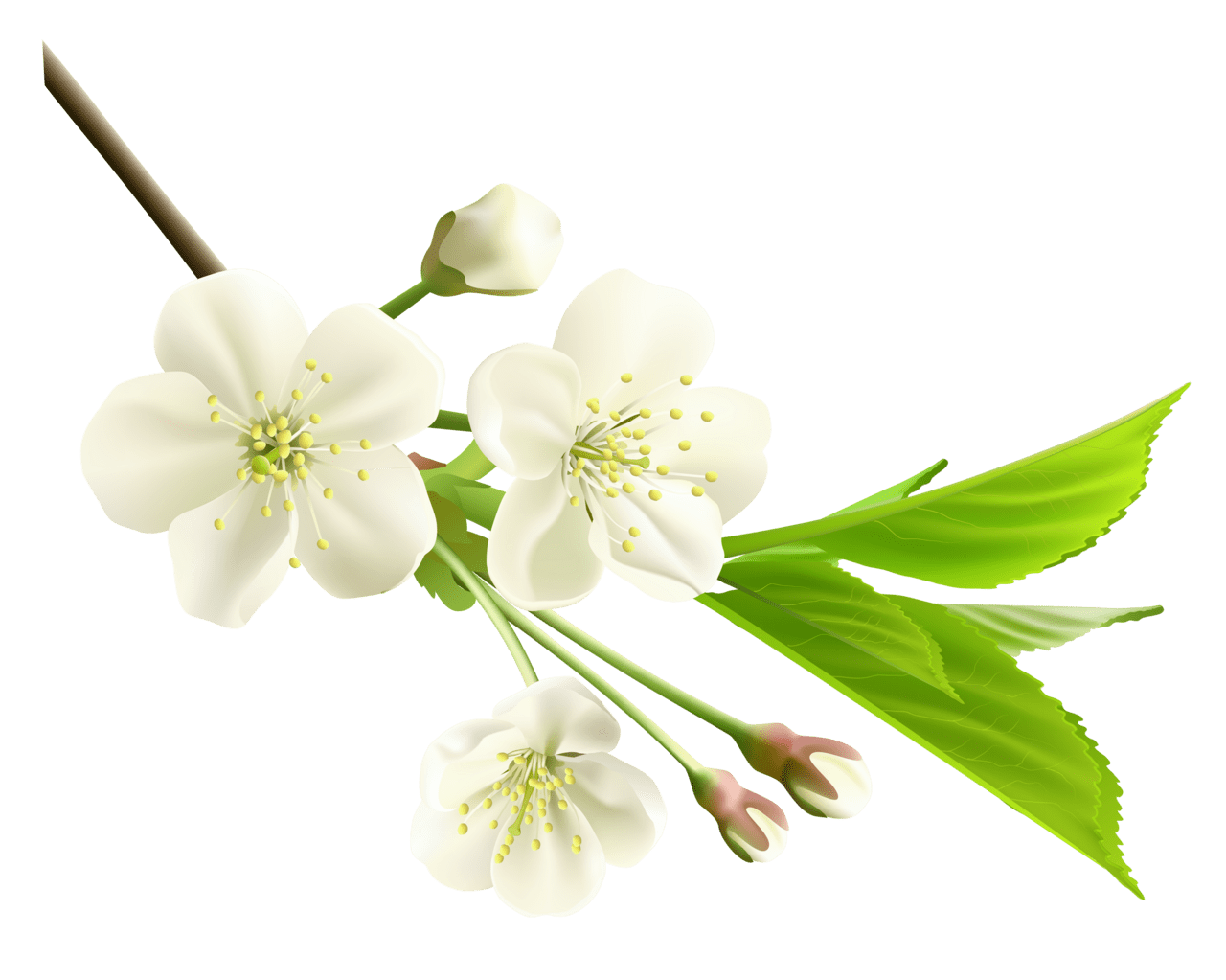 Spring branch with white tree flowers clipart image