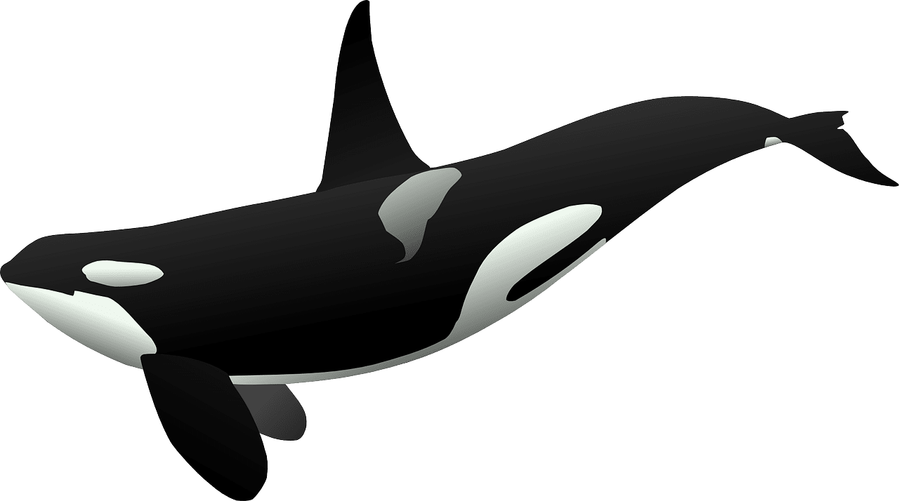 Dolphin orca killer whale sea mammal vector graphic clipart