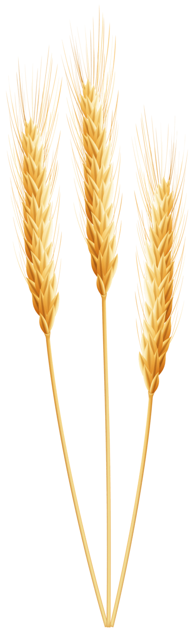 Ear wheat clipart image