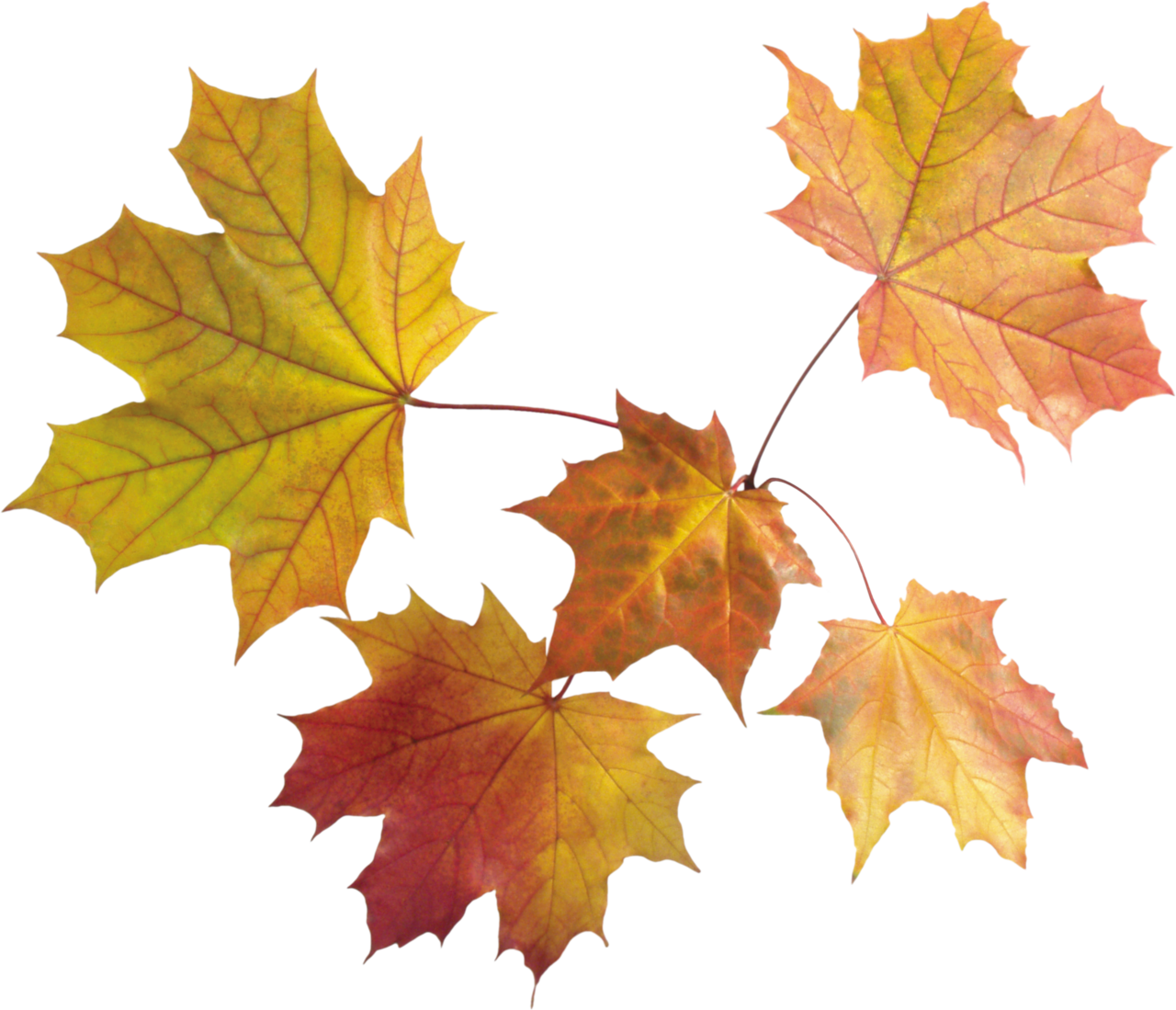 Autumn leaves leaf clipart picture 2