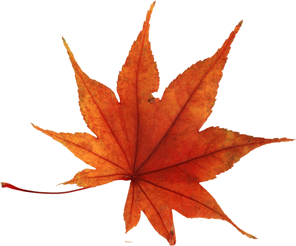 Autumn leaves leaf clipart logo