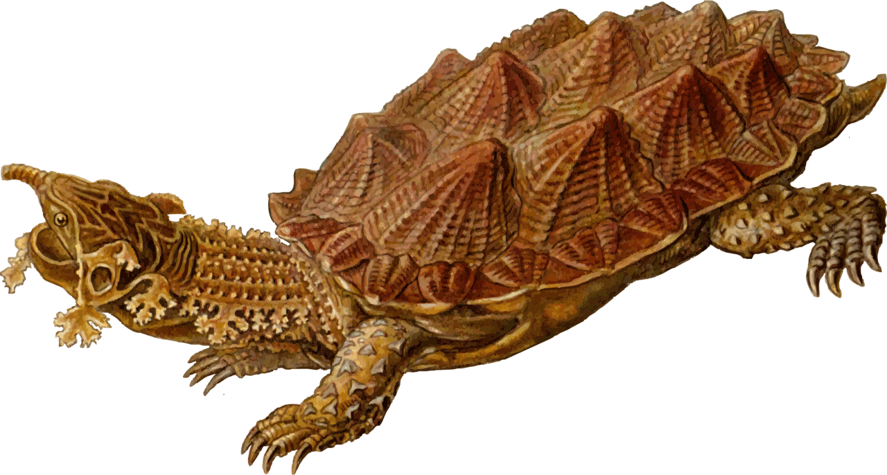 Prehistoric turtle clipart background