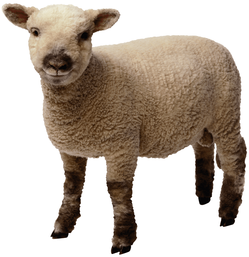 Sheep image img clipart