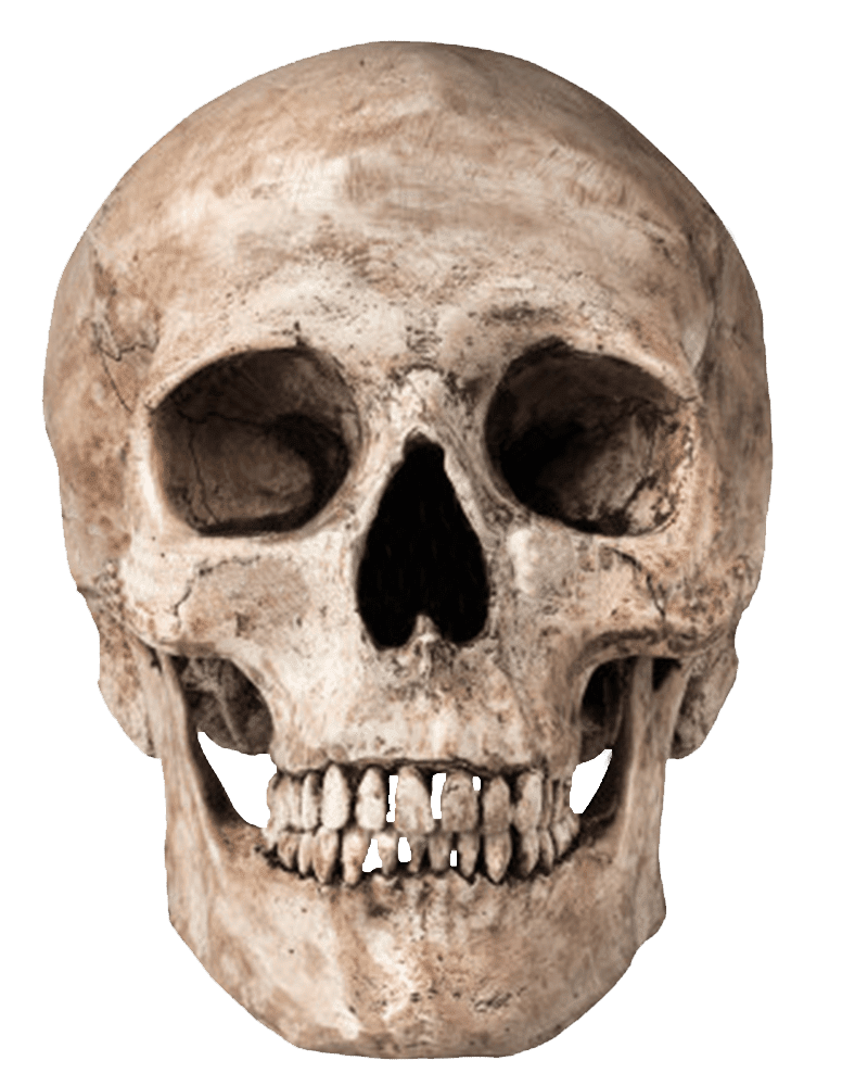 Human skull stic clipart vector