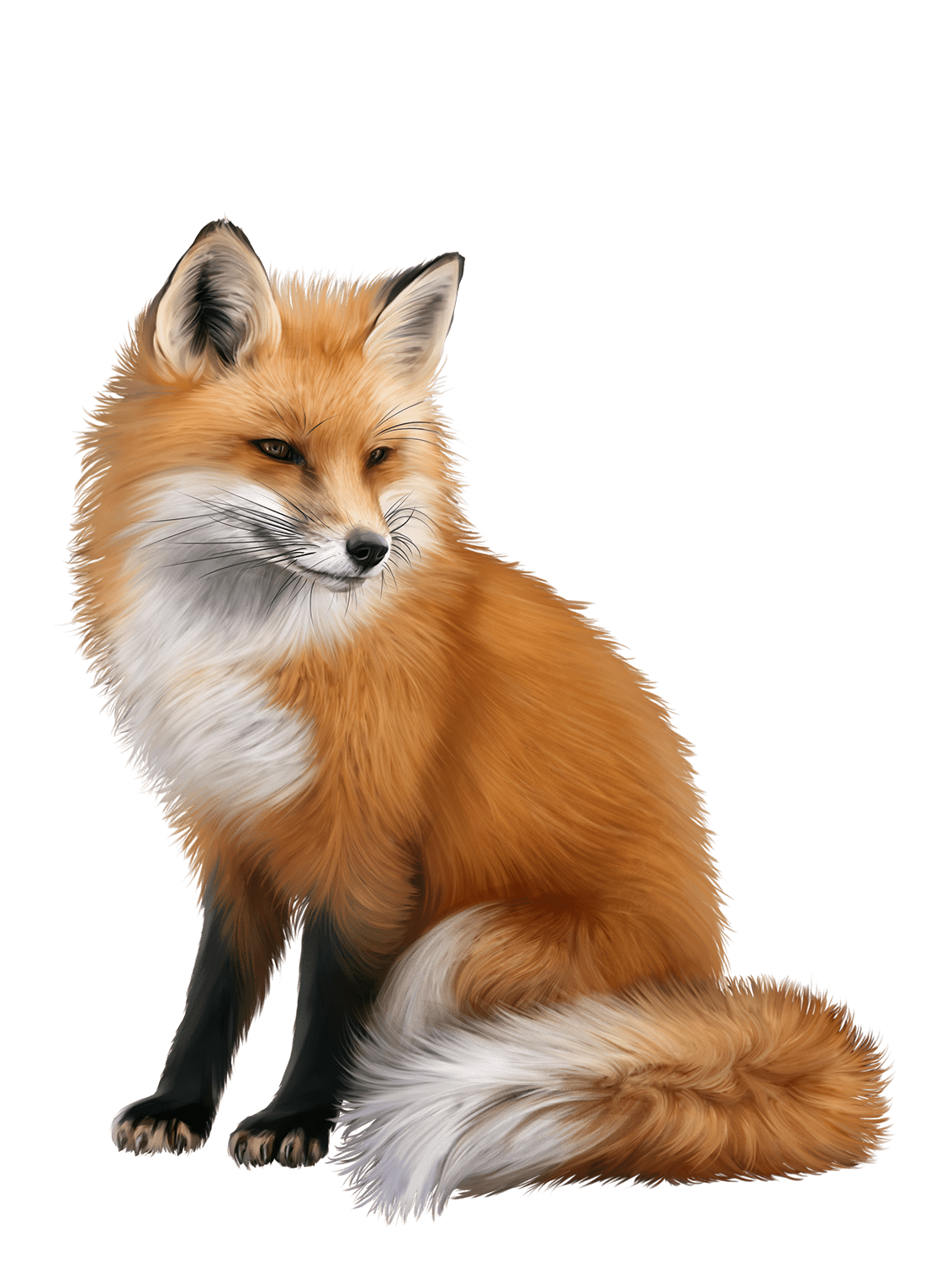 Pin by sophia cos zorritos fox images pet pictures clipart