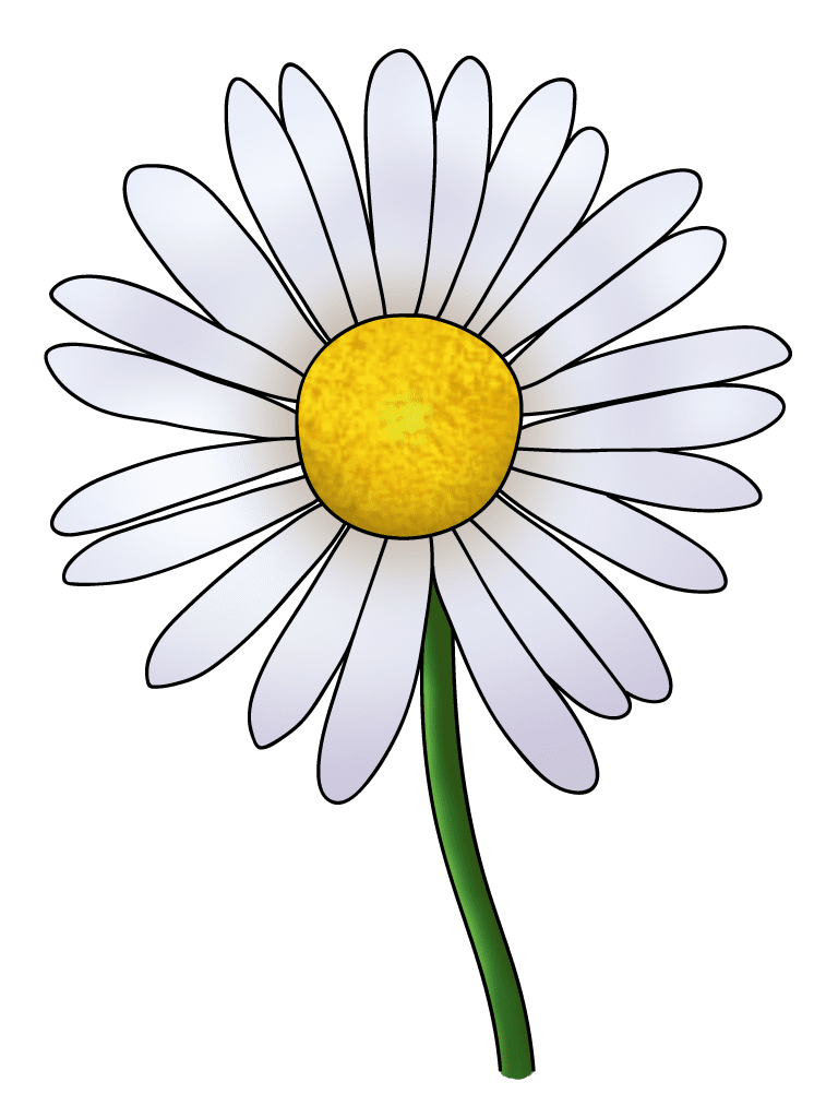 How to draw flowers daisy clipart vector