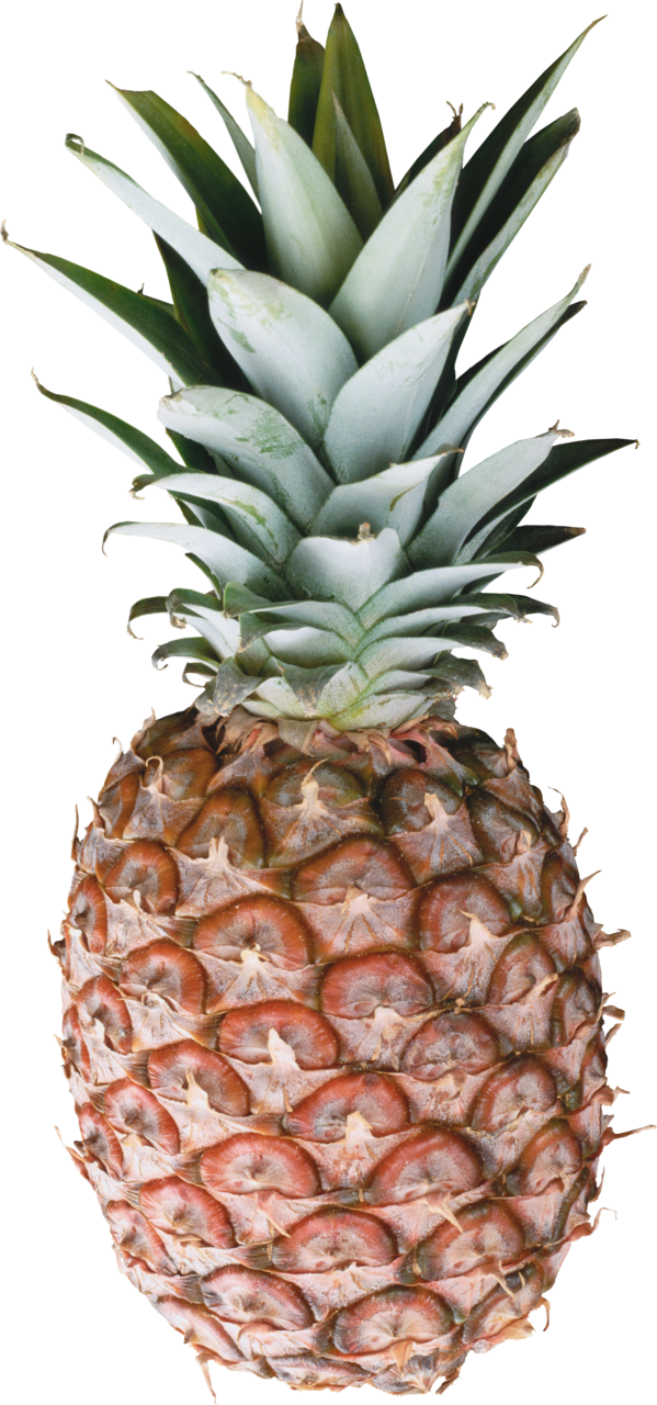 Pineapple pin clipart logo