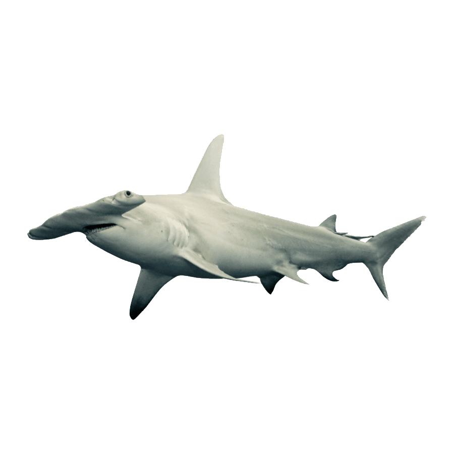 Hammerhead shark images hd photo clipart