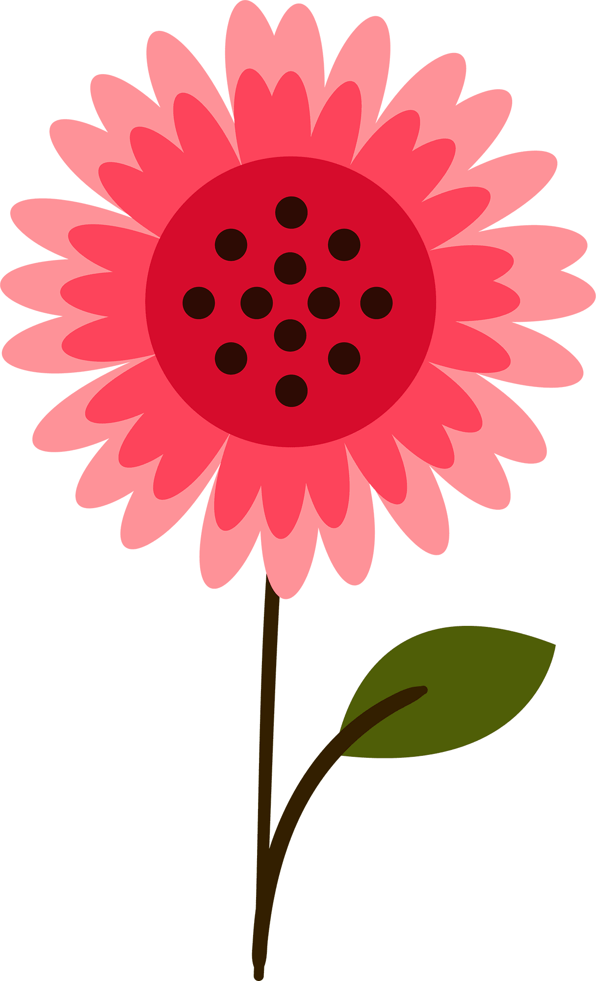 Daisy spr flower collection clipart free