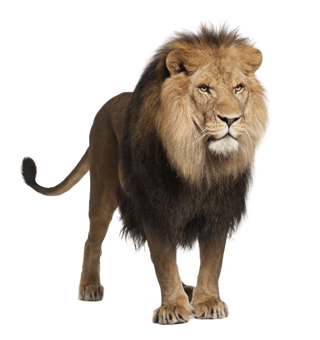 Lion image picture with background clipart