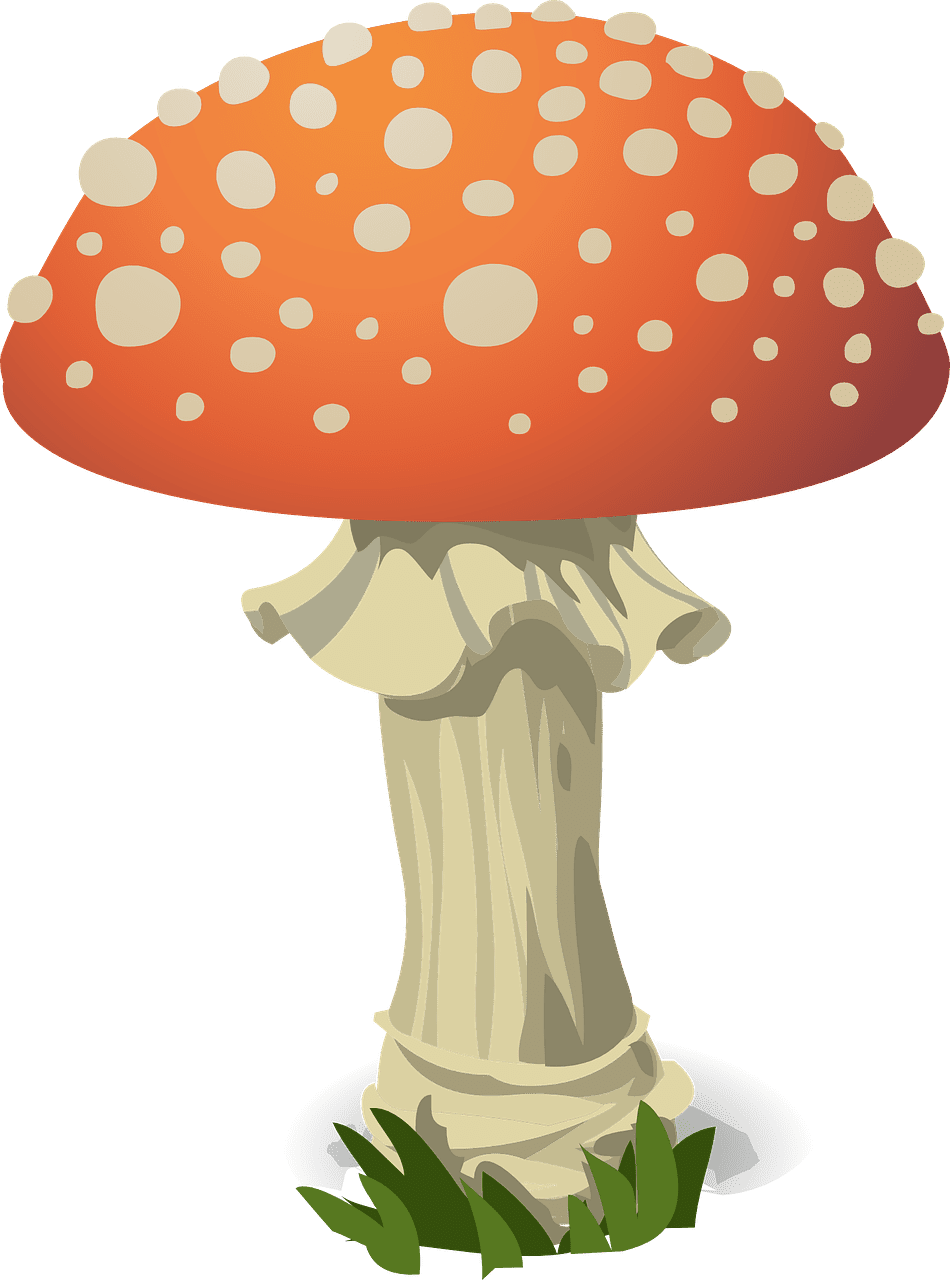 Mushroom fly agaric red vector graphic clipart