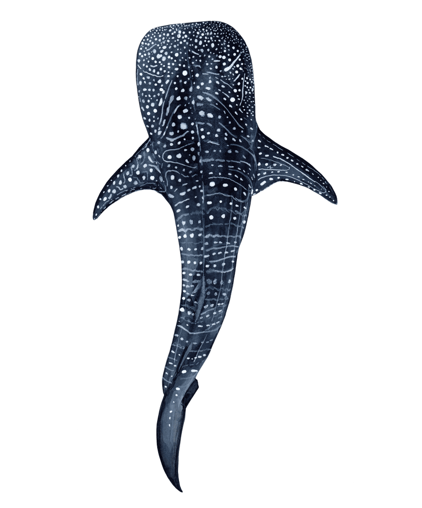 Whale shark ii art print by beatriz abaitua clipart vector