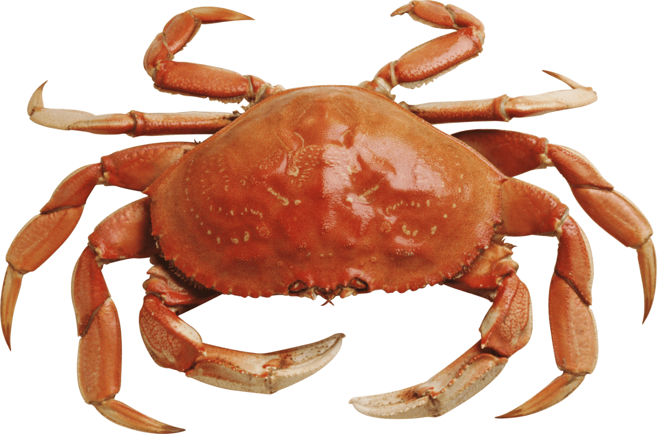 Crab clipart photo