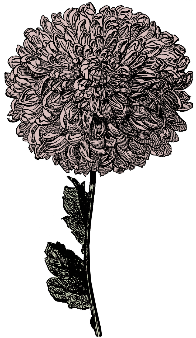 Flower black and white victorian clipart watch call me drawing crown background