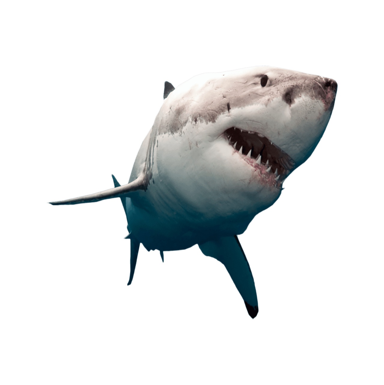 Shark images hd photo clipart