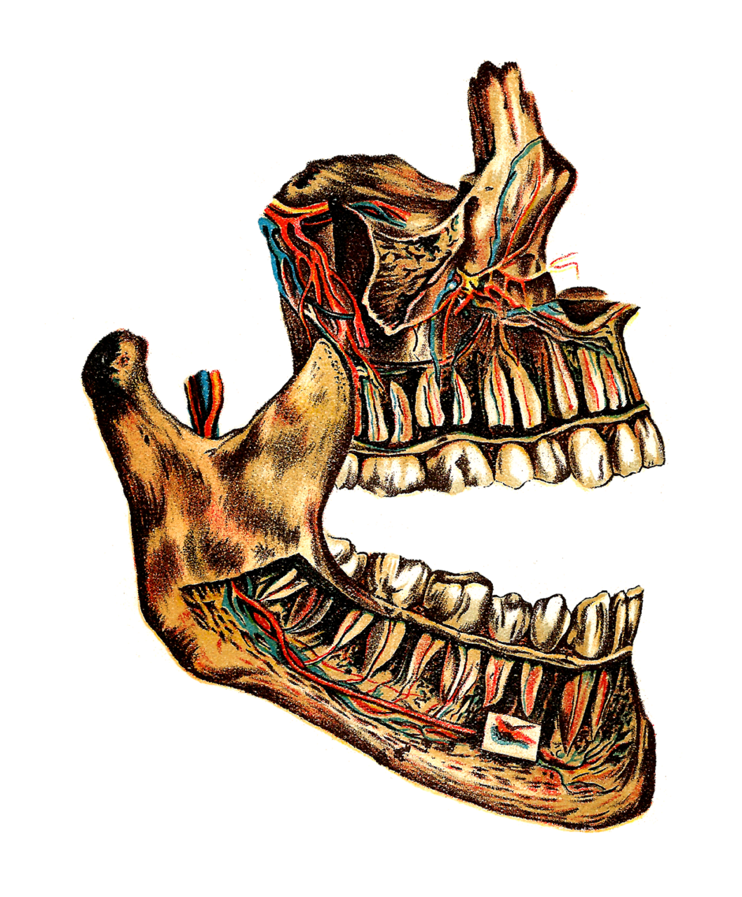 Tooth halloween clipart vintage of human jaw bone and circulatory system clip art