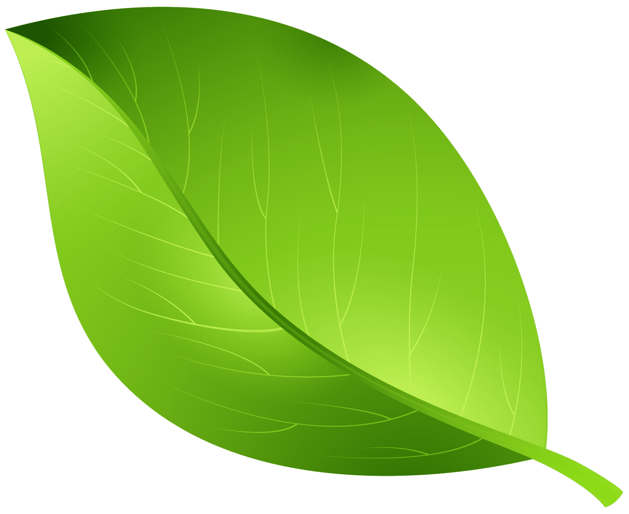 Leaves green leaf clipart image