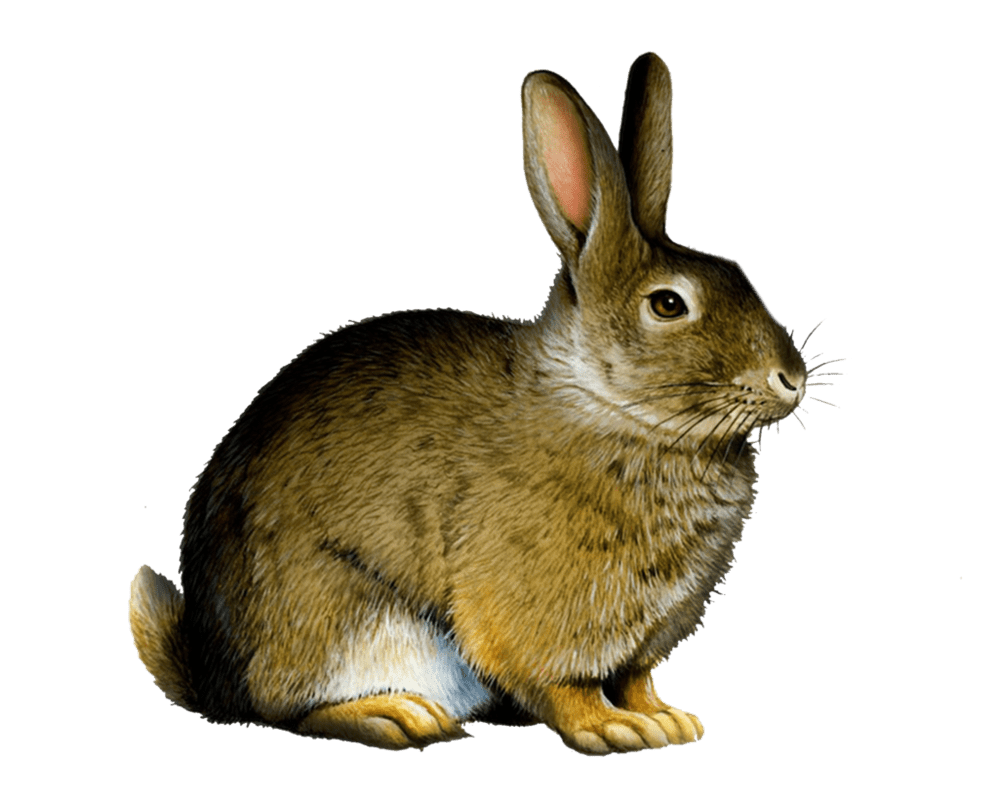 Rabbit clipart hq fre img transparent