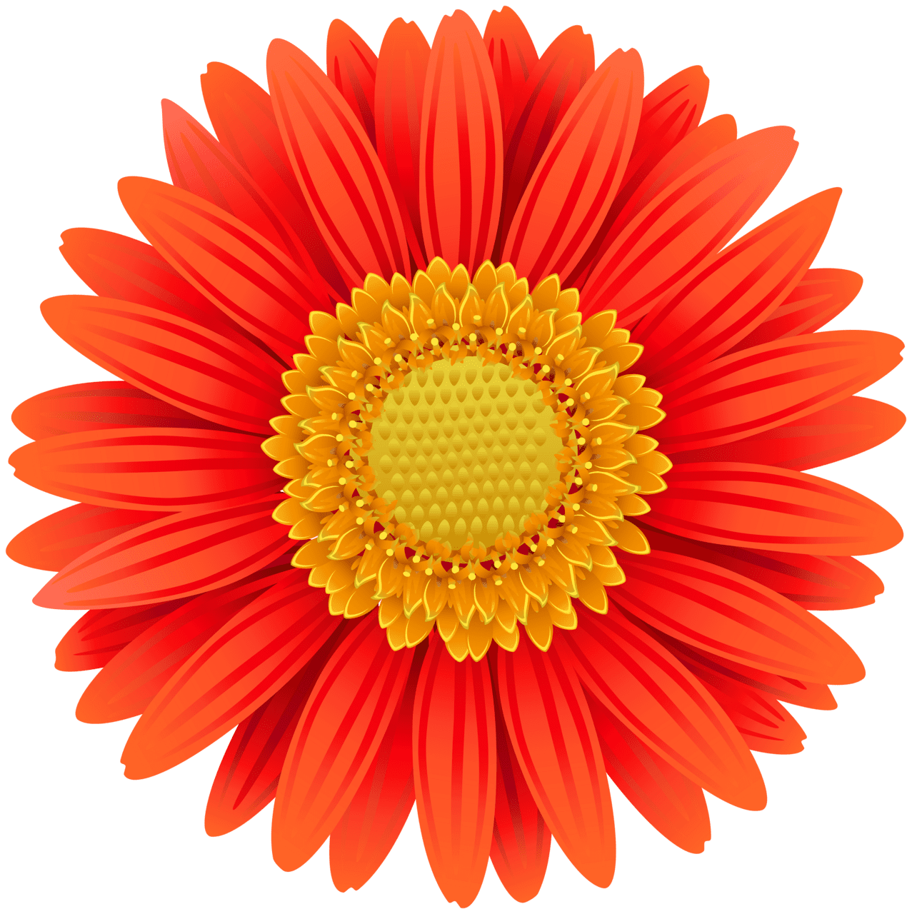 Daisy orange gerbera clipart image