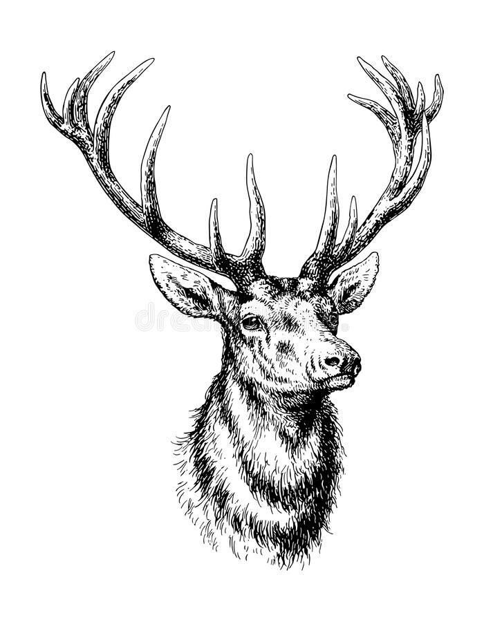 Deer pin page clipart free 3