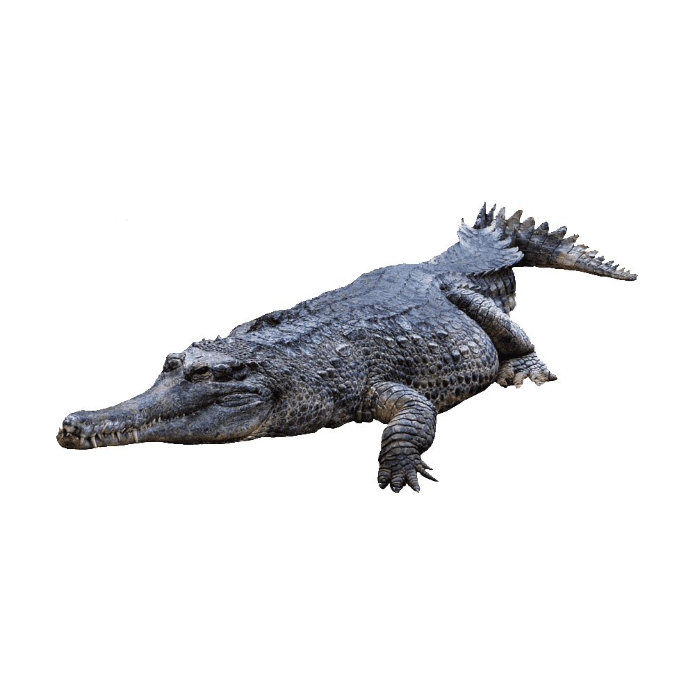 Alligator gharial images hd photo clipart