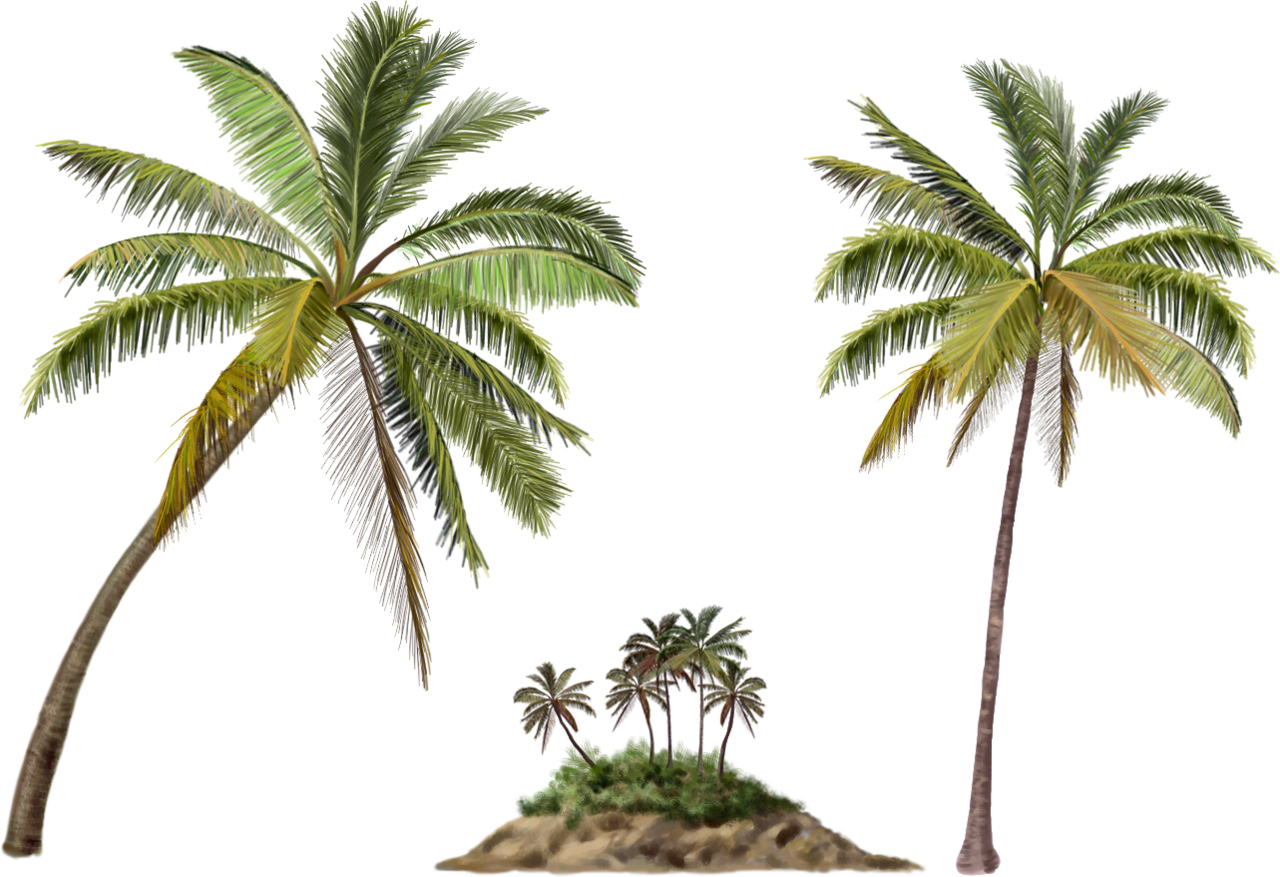 Palm tree images pictures img trees clipart