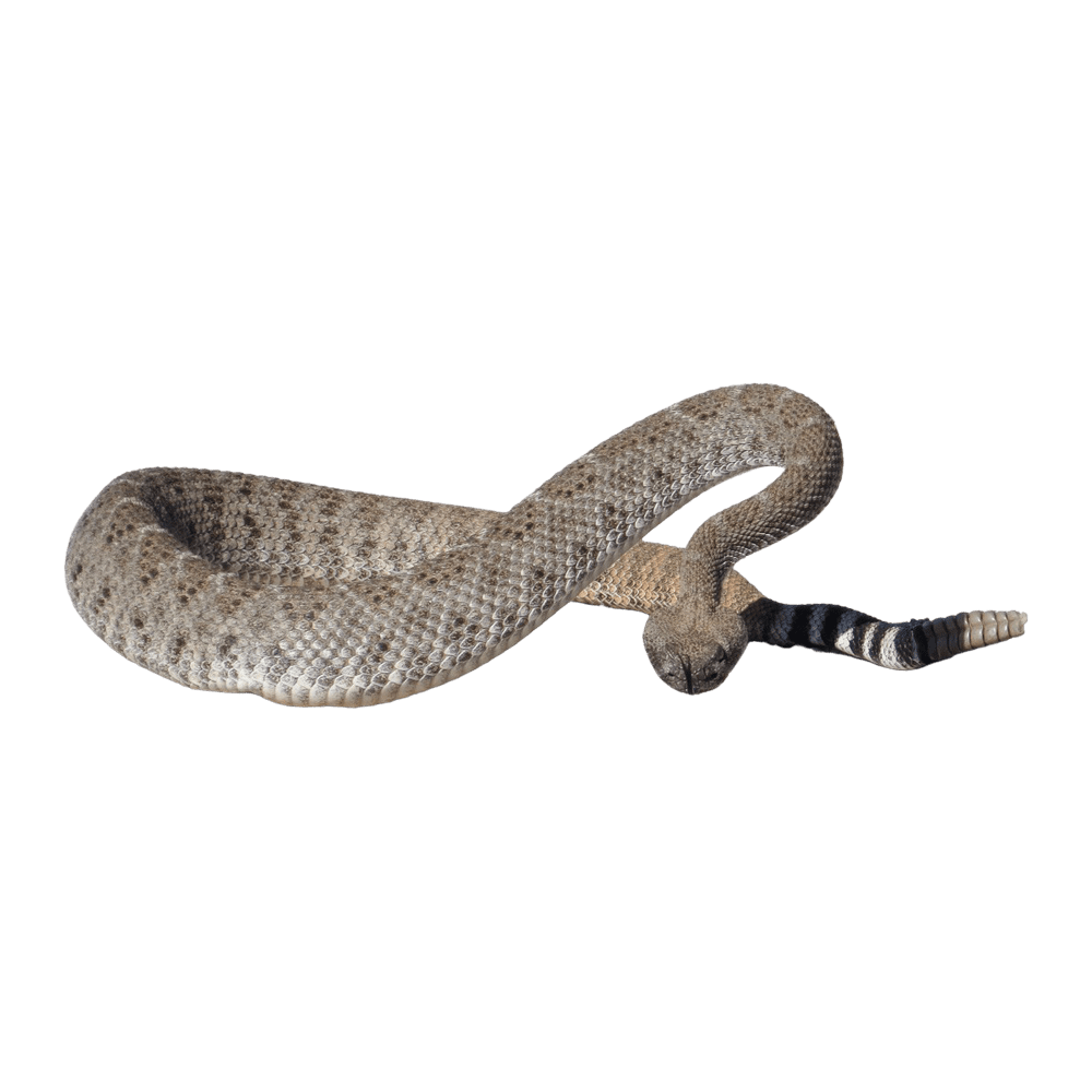 Western diamondback tle snake images hd photo clipart