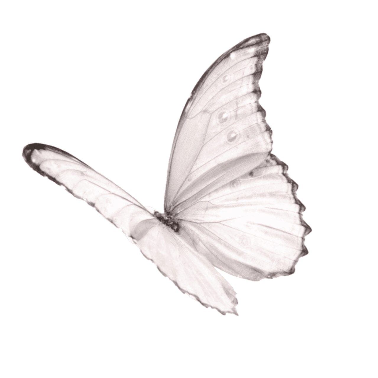 Butterfly black and white tublr aesthetic butterflies fly overlay texture overlays textures toedit clipart background
