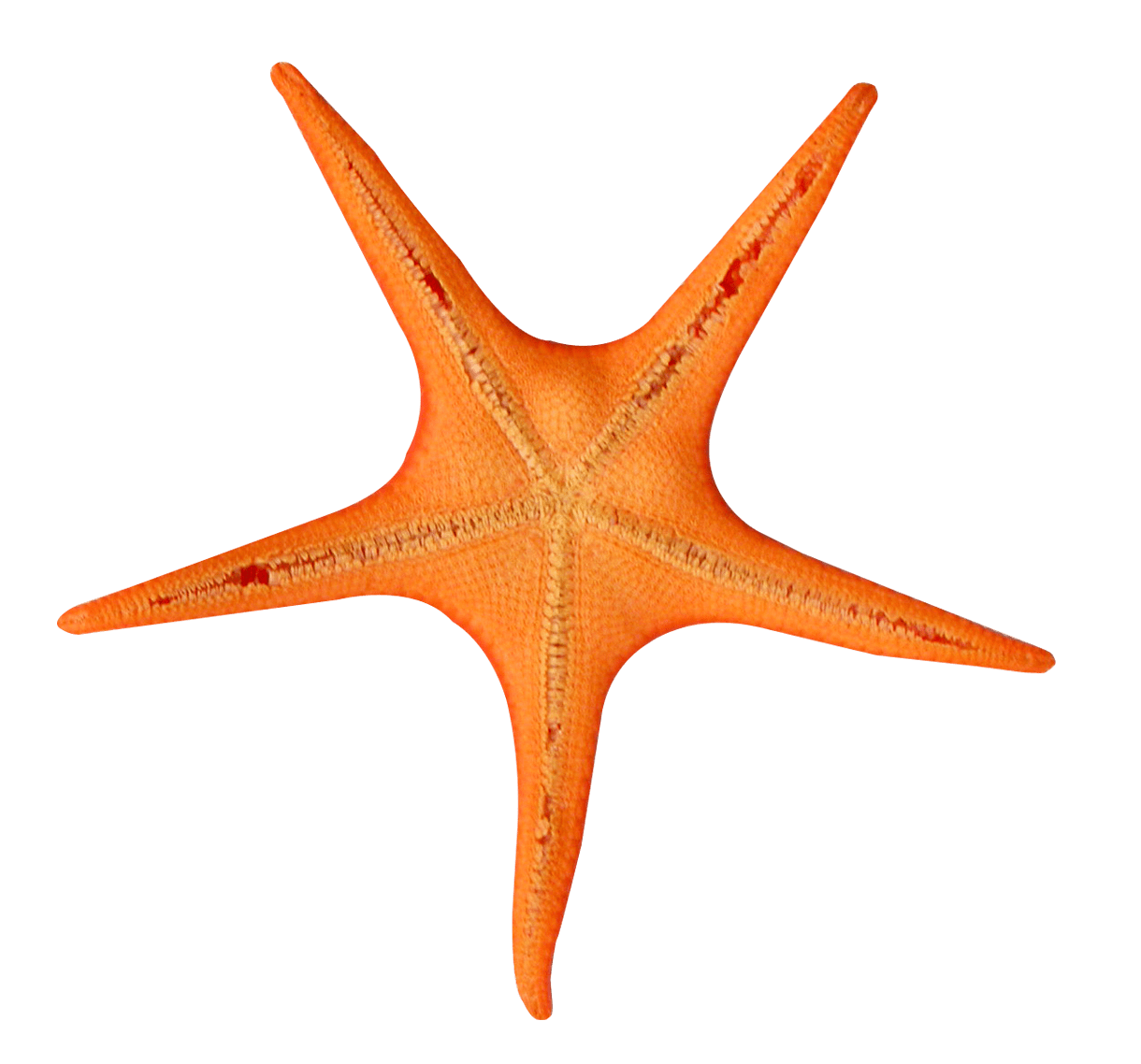 Starfish image size clipart