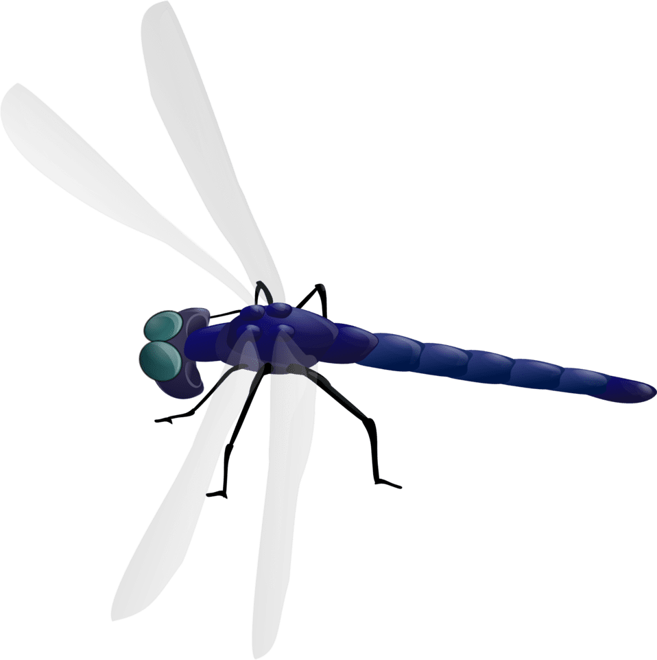 Clipart image dragonfly id