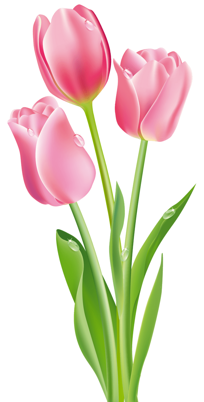 Spring flowers pink tulips clipart image