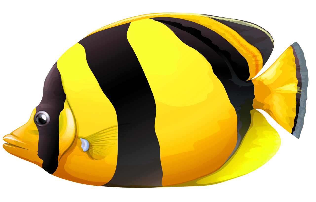 Swimming yellow chaetodon butterfly fish clipart best background