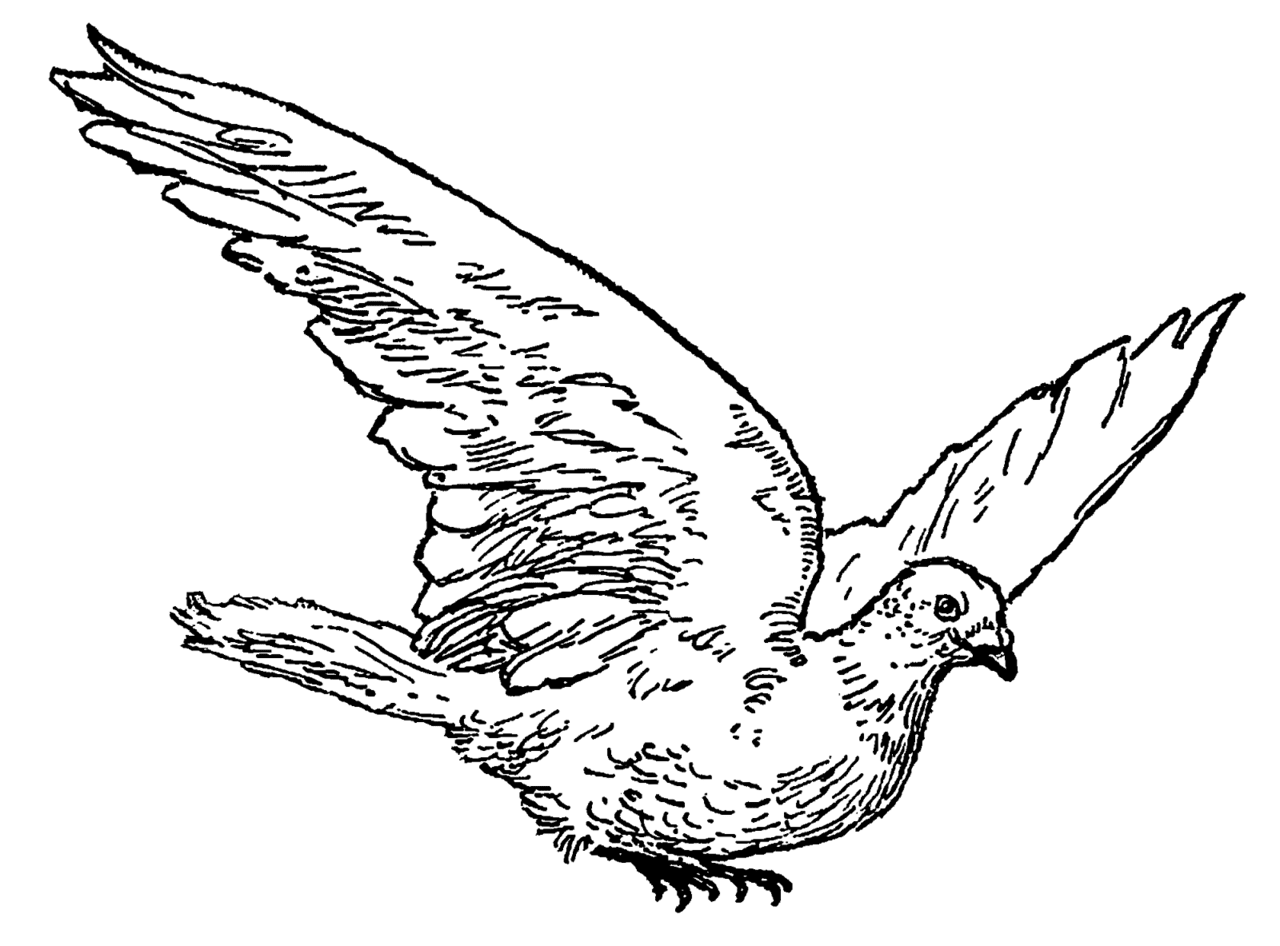 Dove pin page clipart vector