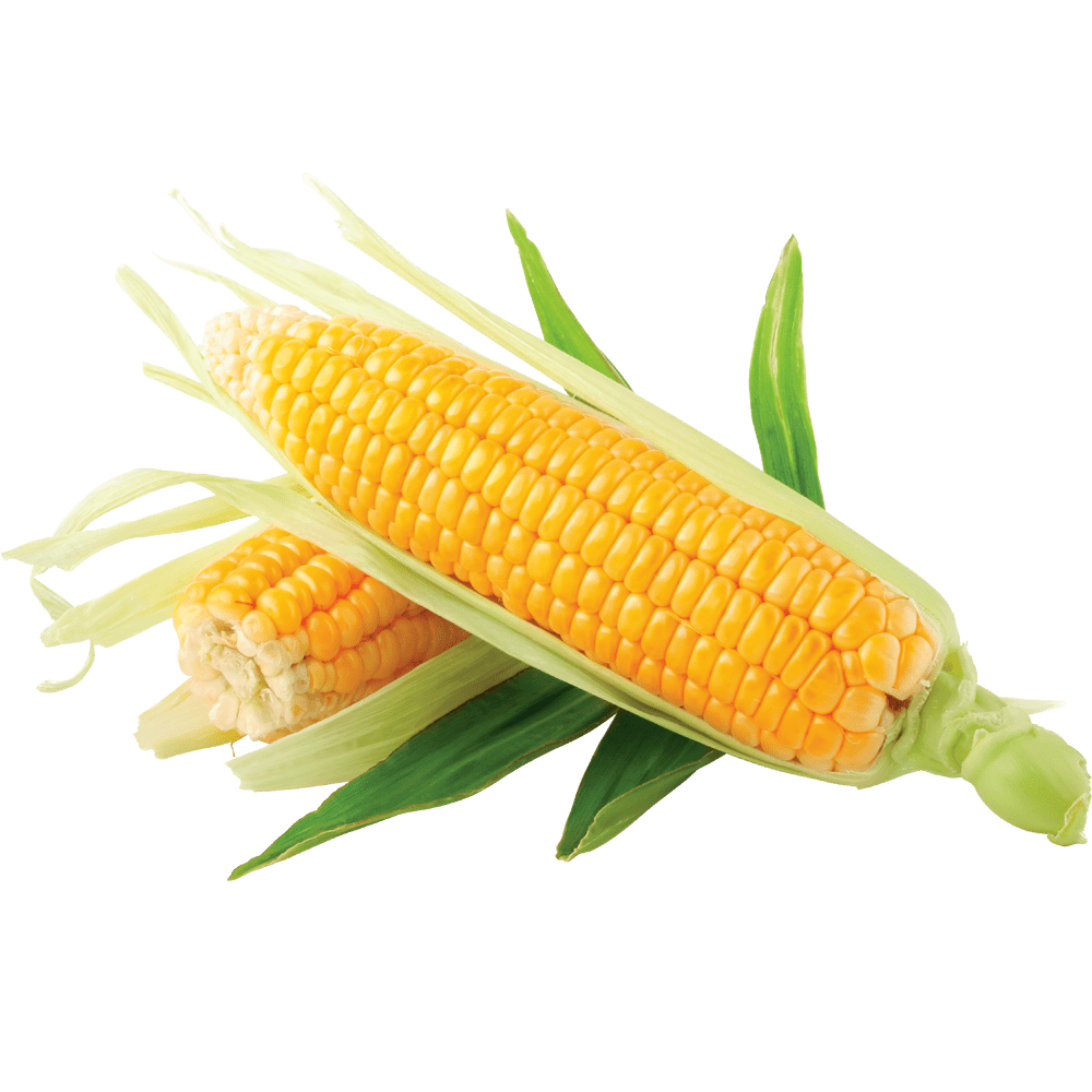 Corn images hd photo clipart