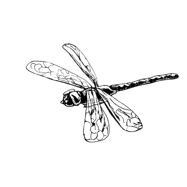 Premium vector dragonfly tage hatch black isolated white background clipart