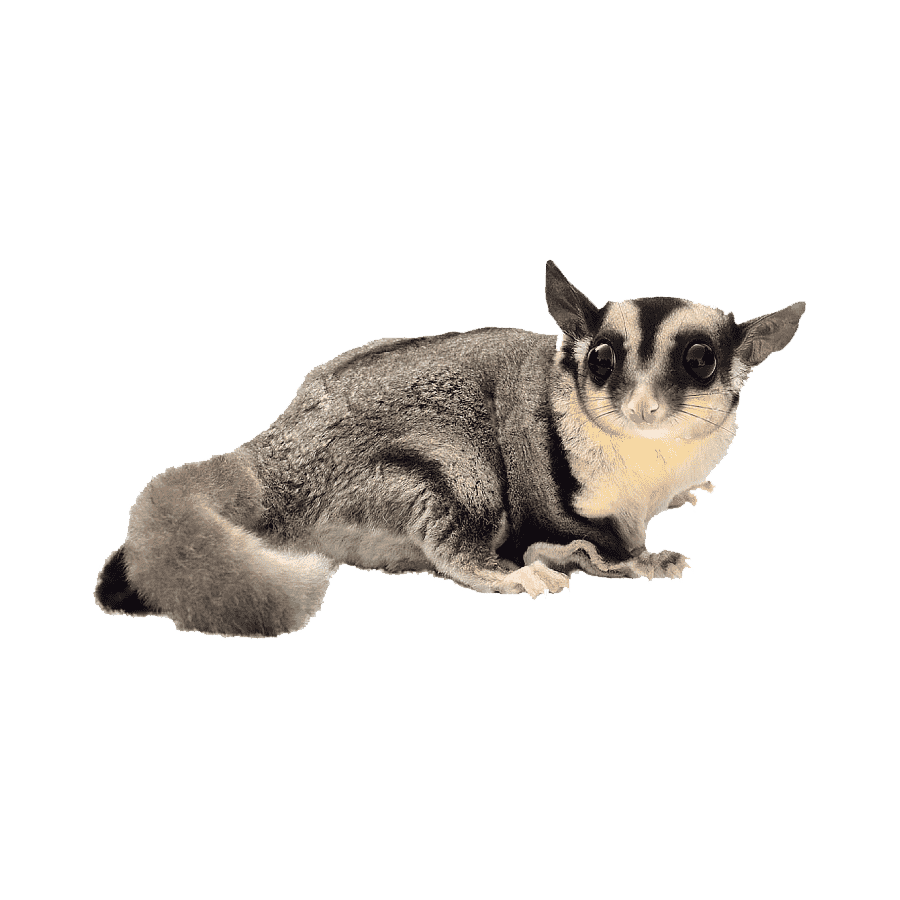 Flying squirrel images hd photo clipart