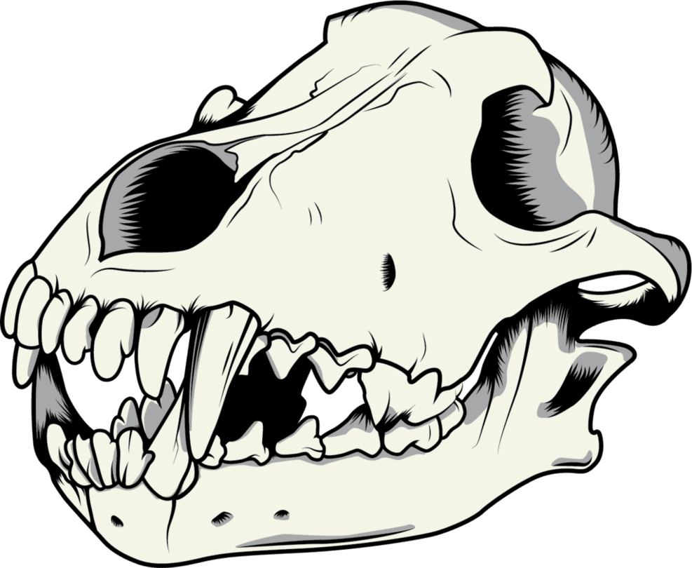 Skeleton wolf skull vector by niktollison deviantart clipart